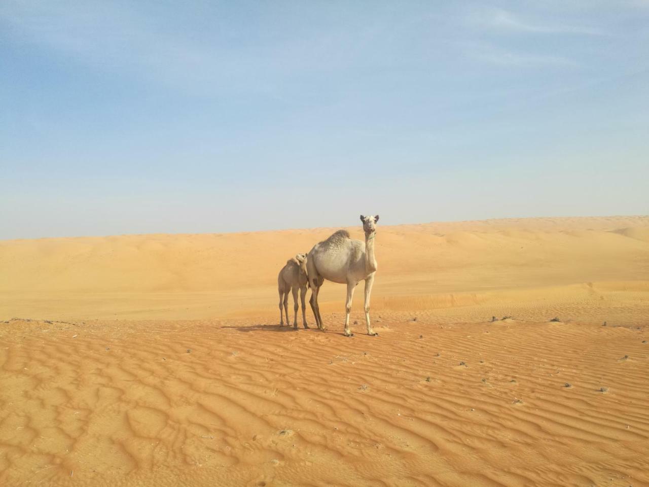Hamood Desert Private Camp Al Wasil Ngoại thất bức ảnh